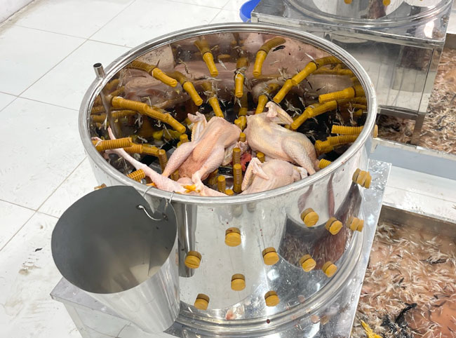 Máy vặt lông gà phi 120 năng suất cao