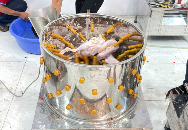 Cho gà vịt vào lồng vặt lông
