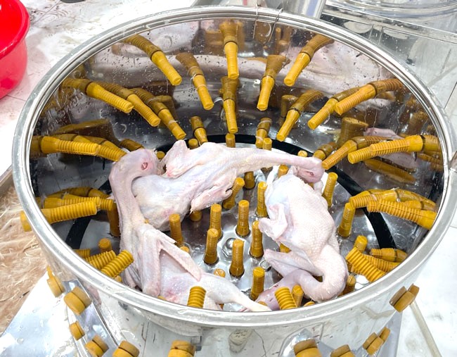 Lợi &iacute;ch m&aacute;y vặt l&ocirc;ng g&agrave;