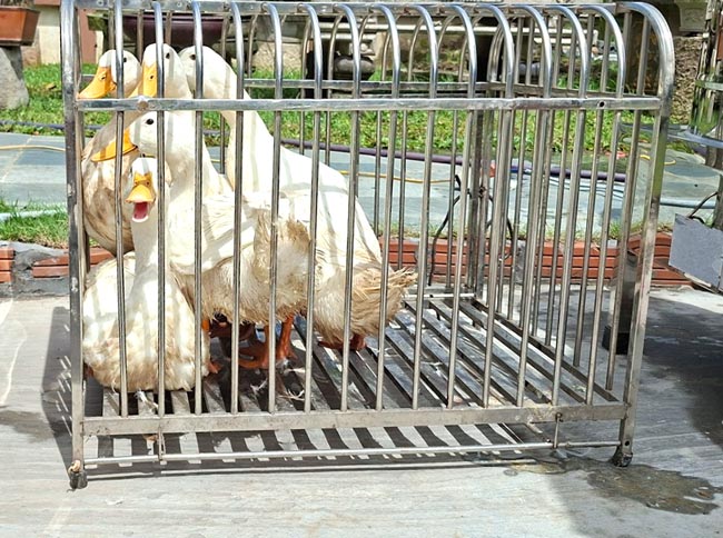 Chọn g&agrave; vịt để vặt l&ocirc;ng