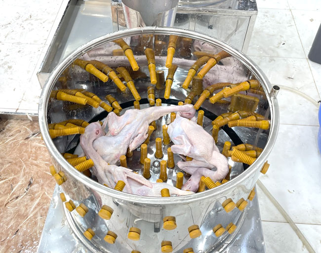 Cho g&agrave; v&agrave;o lồng vặt l&ocirc;ng