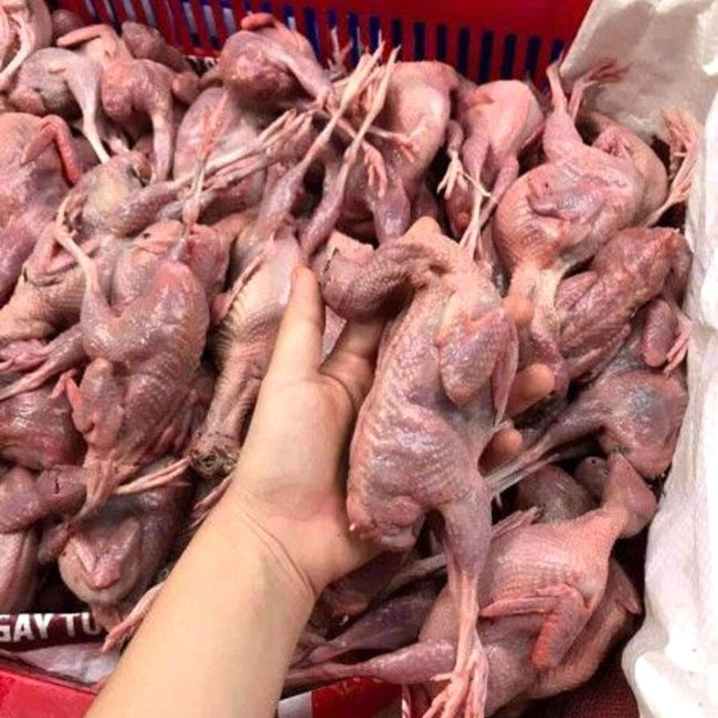 Hỗ trợ làm sạch lông