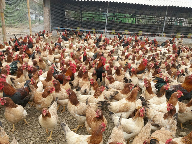 Chọn gà làm gà ủ muối