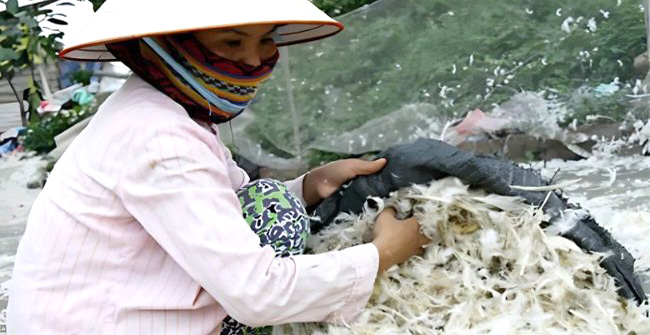 thu mua lông vịt