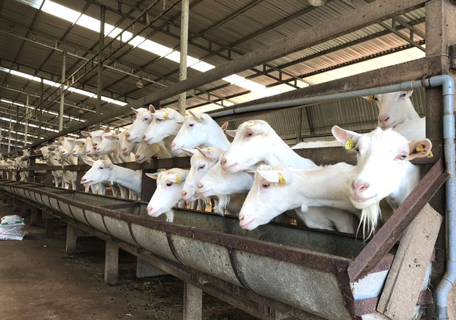 Chuẩn bị dê trước khi vặt lông