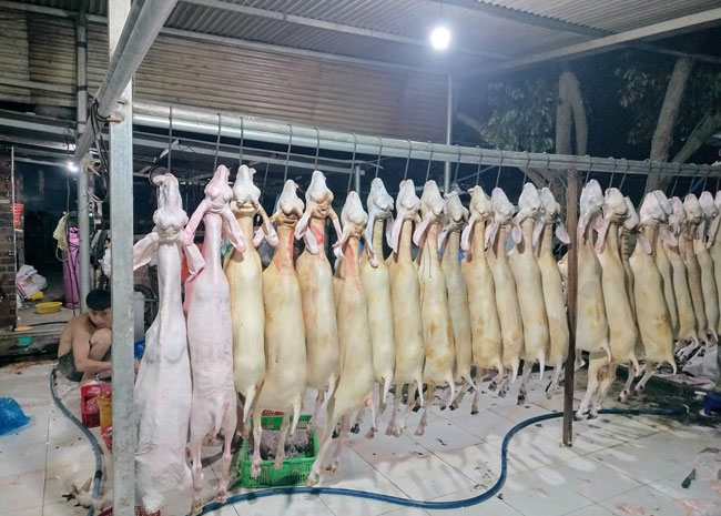 Máy vặt lông dê phi 100 làm sạch đẹp