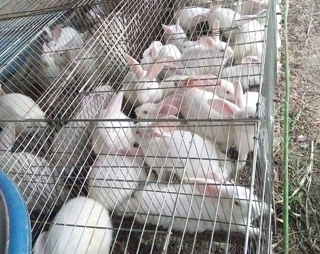 Chuẩn bị thỏ để vặt lông