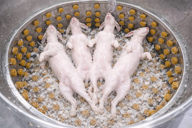 Vặt lông thỏ bằng máy