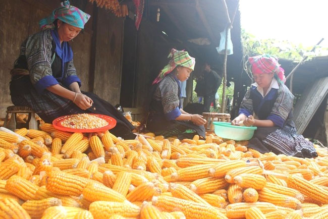 Chuẩn bị nguyên liệu nấu rượu ngô