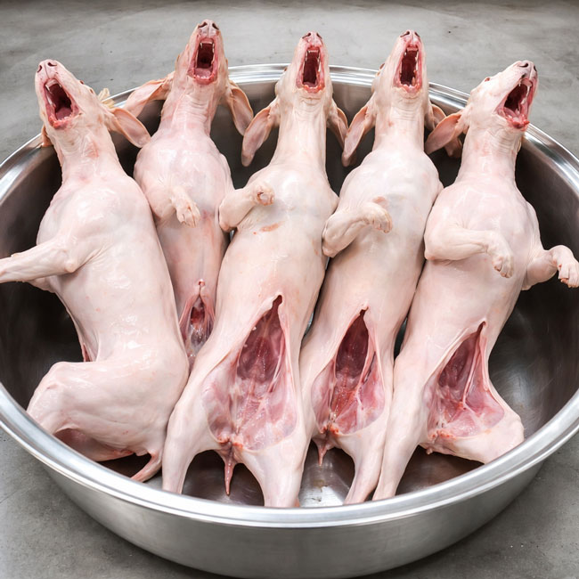 Thu hoạch thành phẩm chó đã vặt lông