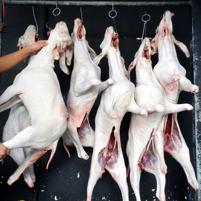 Máy vặt lông chó năng suất cao