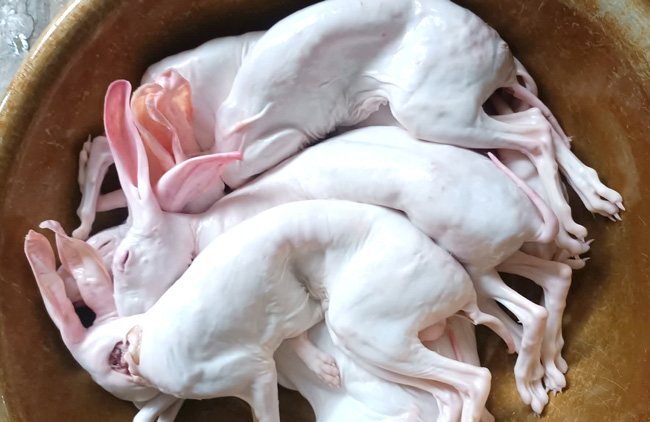 Máy vặt lông thỏ đảm bảo sạch lông