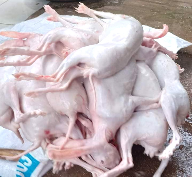 Máy vặt lông thỏ tiết kiệm thời gian và công sức