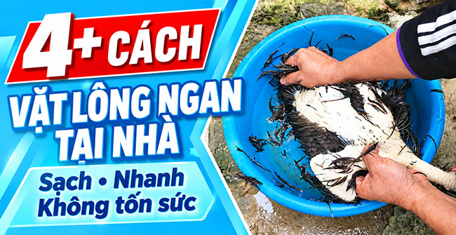 4+ Cách vặt lông ngan tại nhà: Sạch, Nhanh, Không tốn sức