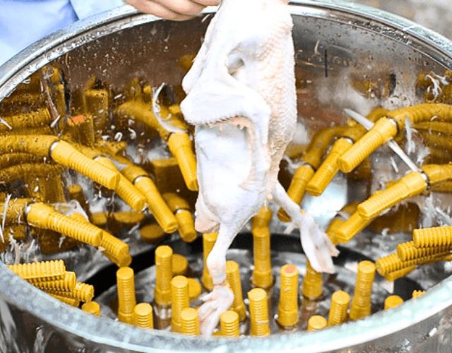 Cách vận hành máy vặt lông gà đúng kỹ thuật