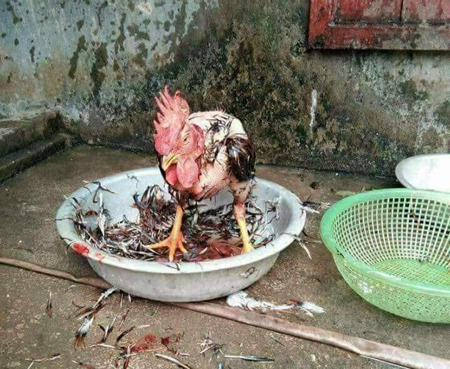 Gà chưa được làm ngất hoặc làm thịt đúng quy trình