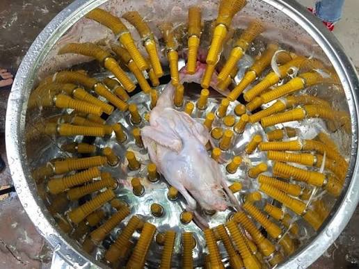 Kích thước lồng vặt không phù hợp với trọng lượng gà
