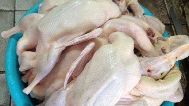 Nguyên nhân máy vặt lông gà làm rách da